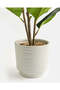 Green Artificial Rubber Tree In Ceramic Pot 90cm - 5