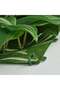 Wall-Mounted Artificial Plant Panel with Lush Foliage, Indoor/Outdoor, 25x25 cm - 3
