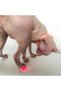 Laser collar for cats, automatic interactive toy, Pink - 4
