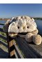 Baby Girl Camel Winter Plush Rabbit Hat |   Gift Model with Ears and Pompom - 4