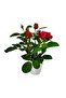 Tori Artificial Rose Tree with Pot, 35 cm, Assorted - 5