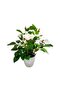 Tori Artificial Rose Tree with Pot, 35 cm, Assorted - 8