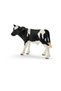 Holstein calf
