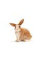 Farm World - Rabbit - 2