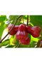 Fresh New Apple Fruit Seeds, Red - 8