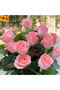 210 Rose Seeds - 3