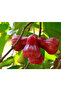 Fresh New Apple Fruit Seeds, Red - 6