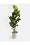 Green Artificial Rubber Tree In Ceramic Pot 90cm - 2