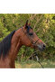 Professional Chin-Tightening Rope Horse Training Halter Durable Control Halter - 2