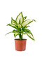Difenbahya (Dieffenbachia Camilla) Ruby - 2