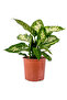 Difenbahya (Dieffenbachia Compacta) Ruby - 2