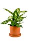 Difenbahya (Dieffenbachia Compacta) Ruby - 3