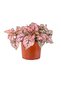 Pembe Hostes Çiçeği (Hypoestes) Curvy - 2