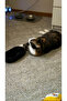 Cat Toy Oval Interactive Cat Play Accessory Pet Toy - 2