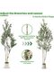 Realistic Double‑Trunk Artificial Olive Tree 182cm, Potted Decor Plant with Simulated Olives, White Pot & Artificial Moss, Heavy‑Duty Base for Entryway Accent Decor - 8
