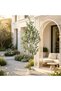 Realistic Double‑Trunk Artificial Olive Tree 182cm, Potted Decor Plant with Simulated Olives, White Pot & Artificial Moss, Heavy‑Duty Base for Entryway Accent Decor - 2