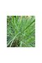 Ulei esential Lemongrass de Java Bio