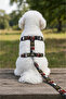 H Type Printed Adjustable Chest Harness and Travel Strap Set - 2
