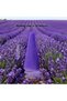 Incense Cones | Lavender 200 Pieces | | Sandlewood, Rose, Lavendar, Oud, Bakhoor, Jasmine, Orange, Lemon Grass, Cherry Blossom, Sage, Agarwood, Dragon Blood, Osmanthus. (200 Cones) - 4