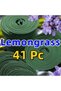 Natural Incense Coils – Variety Pack (Lemongrass, 41 Pcs) - 3