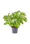 Deve Tabanı Mini (Monstera Monkey Mask) Ruby - 2