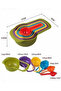 5-Piece Practical Measuring Spoon Set 5 Sizes Sugar Spice Liquid Measurer Kitchen Measuring Cup Practical Measuring Spoon with Handle - 4