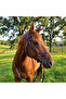 Genuine Leather Horse Bridle and Reins Set - Navy Blue - 5