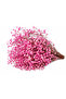 Pembe cipso çiçek