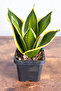 Sansevieria Variegata