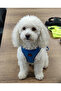 Air -Mesh Small and Medium Breed Cat Dog Chest Harness Soft, Breathable, Extra Durable Set - 4
