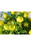 Artificial Lemon Bouquet 34 cm - 2