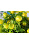 Artificial Lemon Bouquet 34 cm - 6