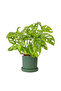 Deve Tabanı Mini (Monstera Monkey Mask) Ruby - 3