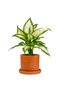 Difenbahya (Dieffenbachia Camilla) Ruby