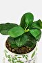 Bambi Ceramic Planters With Plants Set - 4