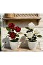 White Rose for Artificial Homes - 3