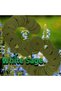 Generic Natural Incense Coils–Variety Pack|Sandalwood, Agarwood, Rose, Jasmine & More (White Sage-43Pcs) - 3