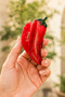 Red Chili Pepper Figured Hairpin – Fun Bone Hairpin - 2