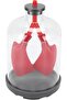Lung Breathing Demonstration Model, Diaphragm Movement Simulator, Educational Learning Tool,