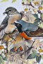 Tirschenreuth Red-Tailed Figured Wall Plate 20 cm - 2