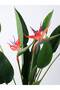 Strelitzia Plant - 3