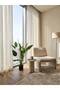 Strelitzia Plant - 5