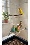 100% Natural Baked Tree Branch Bird Perch—Parakeet, Canary, Paradise (Broken-Ended)(1 Piece) - 2