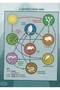 Desert Food Webs in Action