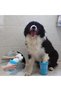 Welfare Dog Paw Washer, SMALL HB006 - 2