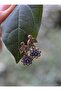 Authentic Earrings with Sapphire and Zircon Stones - Bronze Color - - 2