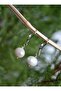 Pearl Earrings-