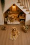 Golden Retriever Figured Asymmetrical Food Mat with Non-Slip Base, Washable 50X80 cm