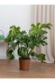 Monstera Deve Tabanı 80-90 cm