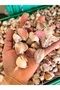 AYIKLANMIŞ SARIMSAK 500 GR - 4